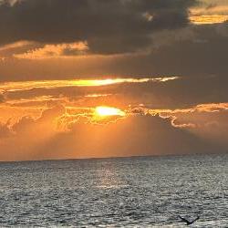 Audle, Home sitter Papeete French Polynesia