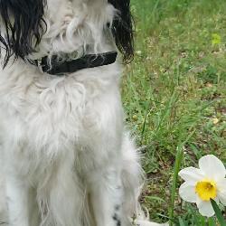 Vanille, Home owner Tassin-la-Demi-Lune France